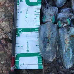 2021佐渡ヶ島 エギング 3回目