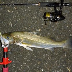 満潮時シーバス狙