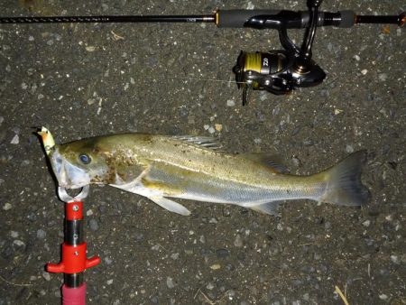 満潮時シーバス狙