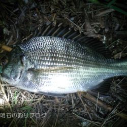 秋の小チヌの数釣り