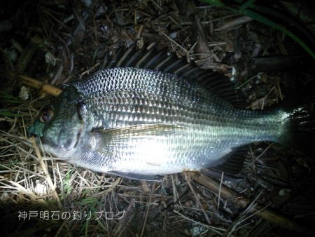 秋の小チヌの数釣り