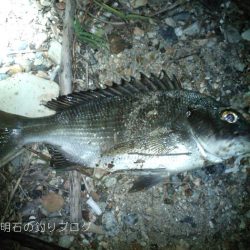 サヨリとチヌが釣れました!