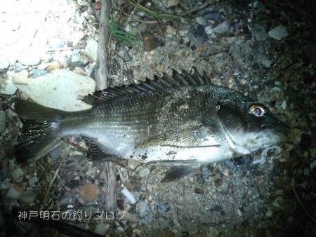 サヨリとチヌが釣れました!