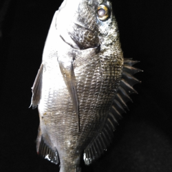 苦潮の影響がでてる！