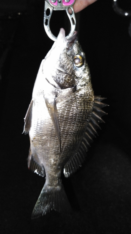 苦潮の影響がでてる！