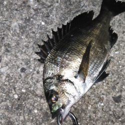 ちぬ数釣りの季節