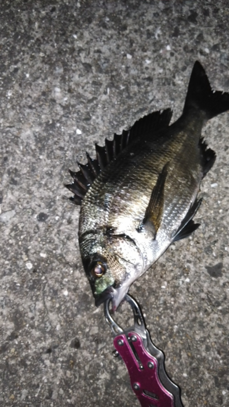 ちぬ数釣りの季節