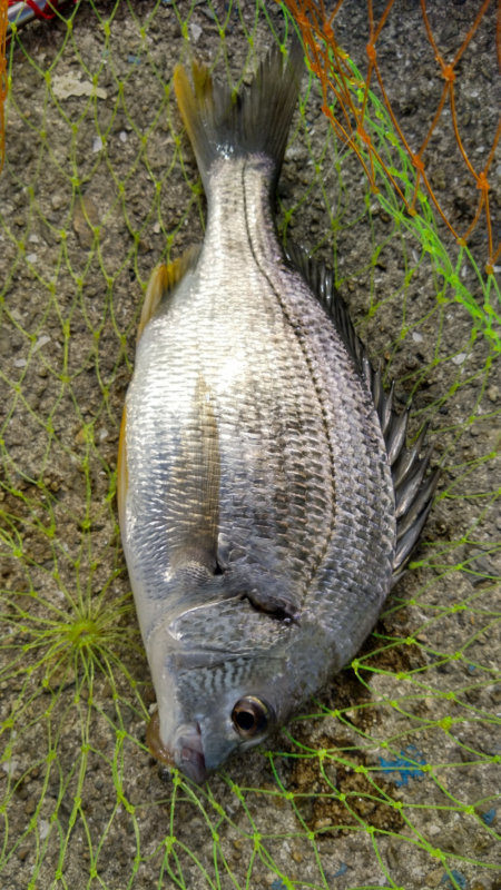 いかにも秋ちぬという感じ