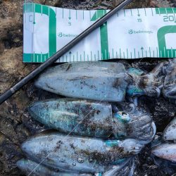 2021佐渡ヶ島 エギング 6回目