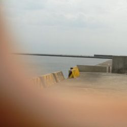 サヨリが釣れ出しました