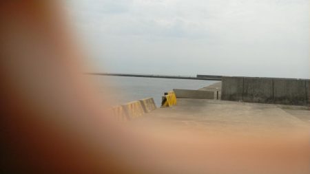 サヨリが釣れ出しました