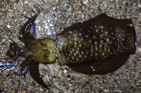 ネオブラ初フィッシュ！