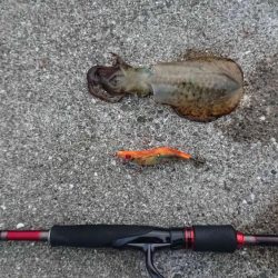 青物調査のハズが?