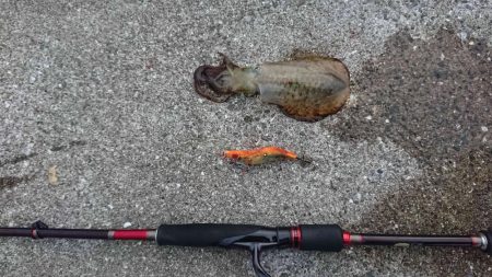 青物調査のハズが?