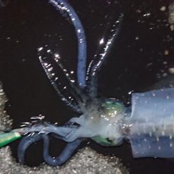 スクスク成長中