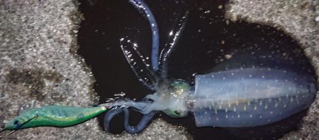 スクスク成長中