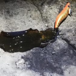 アオリ３杯。新子サイズのみだったけど