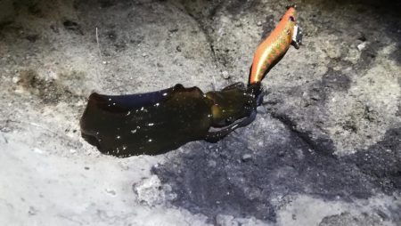 アオリ３杯。新子サイズのみだったけど