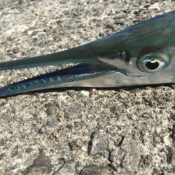 ダツ！！！！！