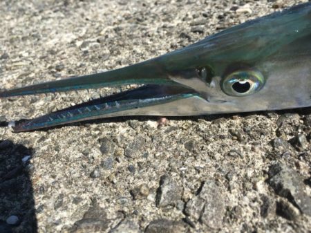 ダツ！！！！！