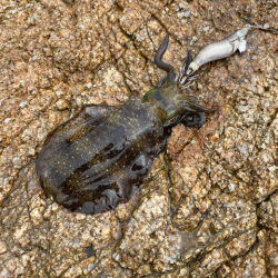 ２０２１年秋アオリエギング開幕釣行