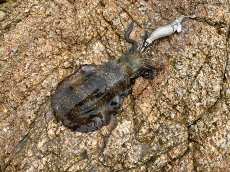 ２０２１年秋アオリエギング開幕釣行