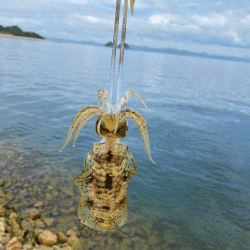 姫路の離島で快適な平日エギング