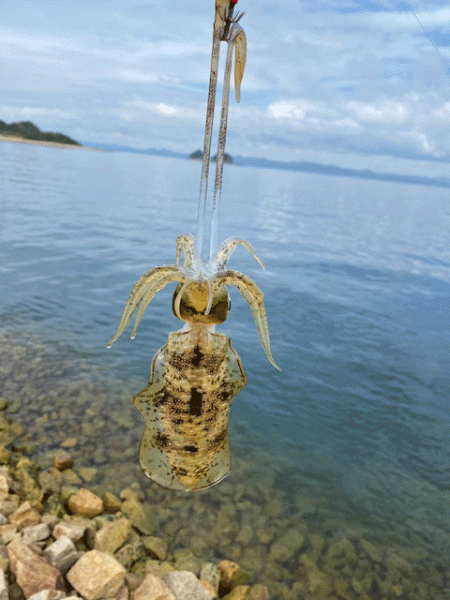 姫路の離島で快適な平日エギング