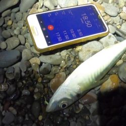 アジの半夜釣り