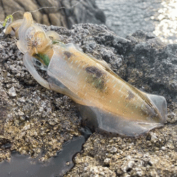 日本海で夕方から夜にかけてのエギング