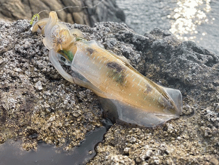 日本海で夕方から夜にかけてのエギング