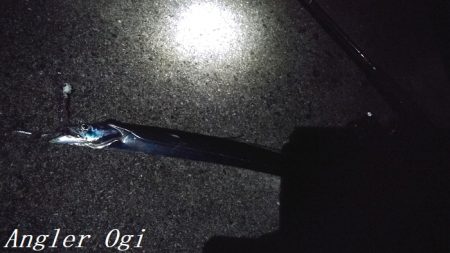 激シブタチウオ釣行