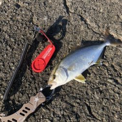 本命が釣れない