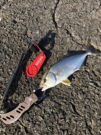 本命が釣れない