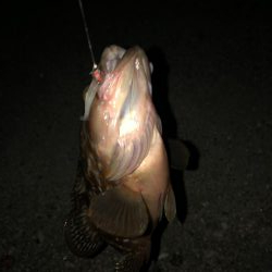 今期初アオリイカ