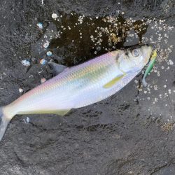 アオリイカ 、シーバス、青物