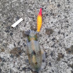 イカの気持ち２