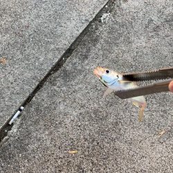 ジグサビキででアジ釣り