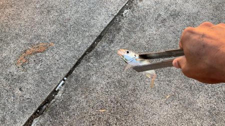 ジグサビキででアジ釣り