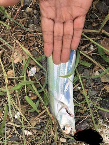 サゴシがたくさん