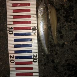 日本海キス釣り