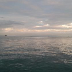 タチウオ小さい