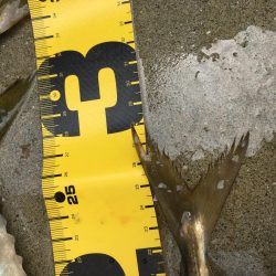 安定のアジ釣り