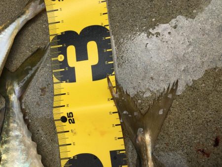 安定のアジ釣り