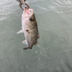 シーバスデイゲーム