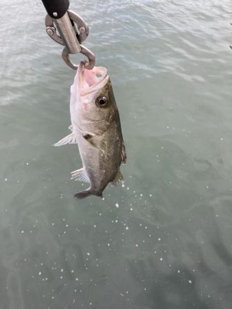 シーバスデイゲーム