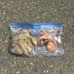 タコ釣り　エギング