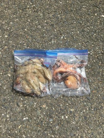 タコ釣り　エギング