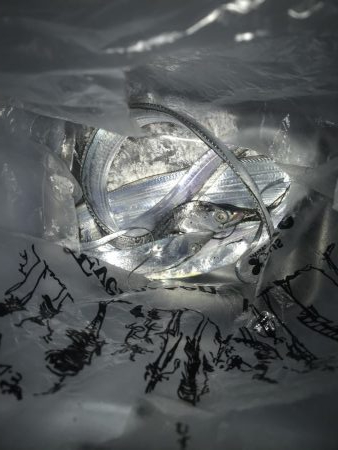 夕マズメの太刀魚釣り