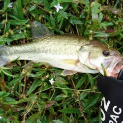 久しぶりの晴れ天気で5尾ゲット！